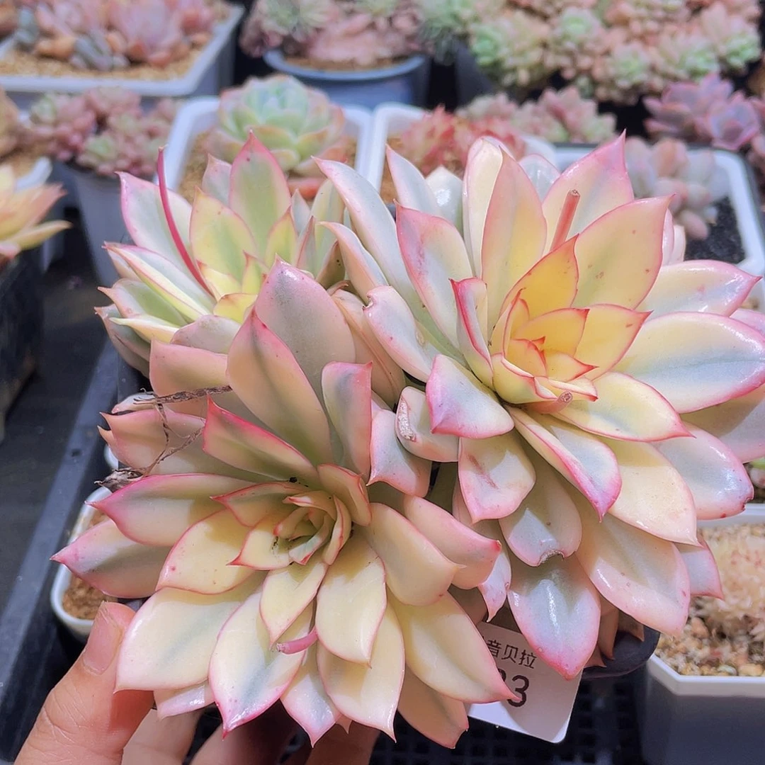 程*933精品多肉一物一拍