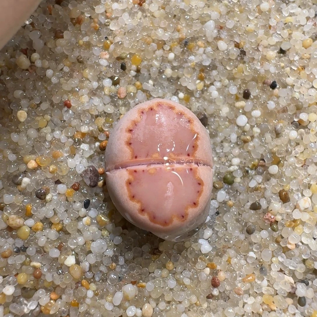 红陶0115-35饼干编号k花花