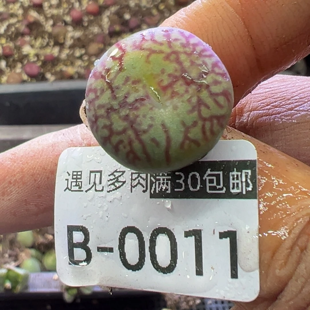 多肉植物111111111111111