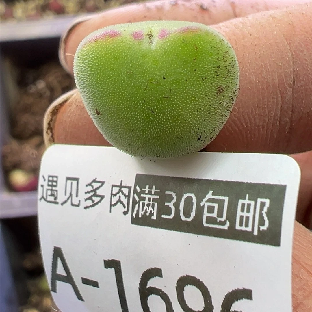 多肉植物111111111111111