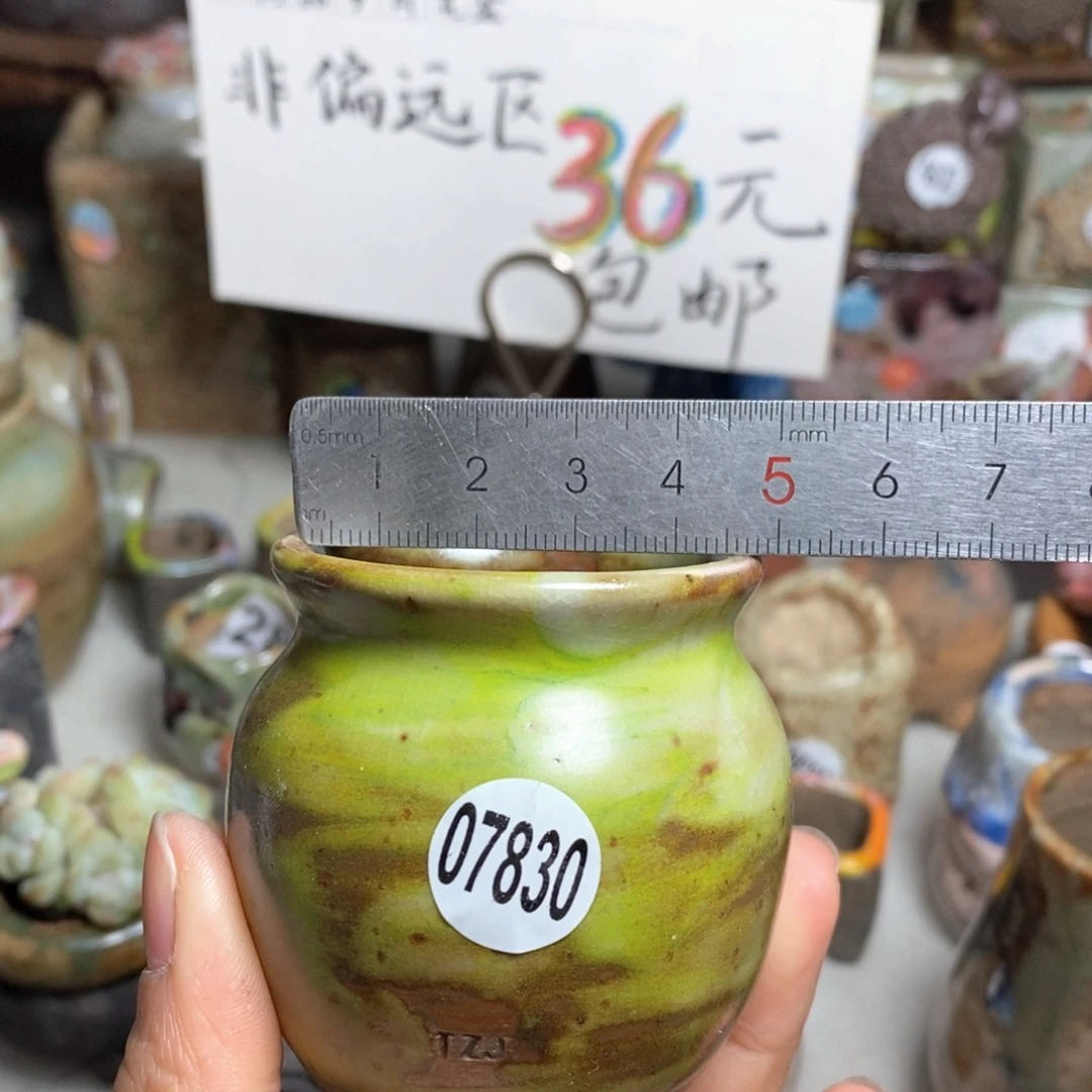 花盆拍5送一个小礼物