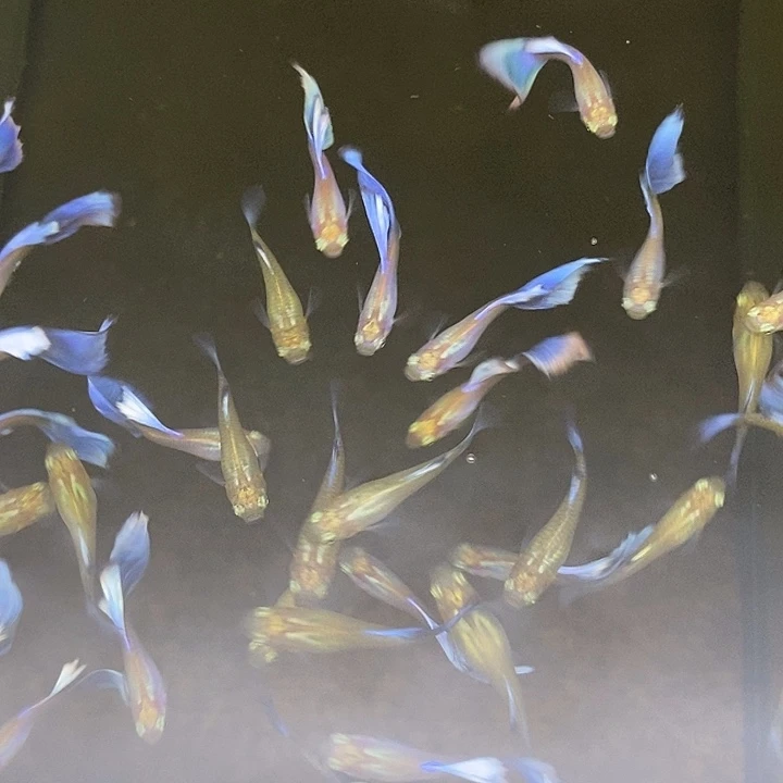 ****⁶拉茱莉紫尾一对孔雀鱼
