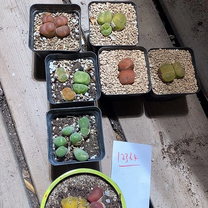 欢***喜12364。  发一部分。剩下寄养。