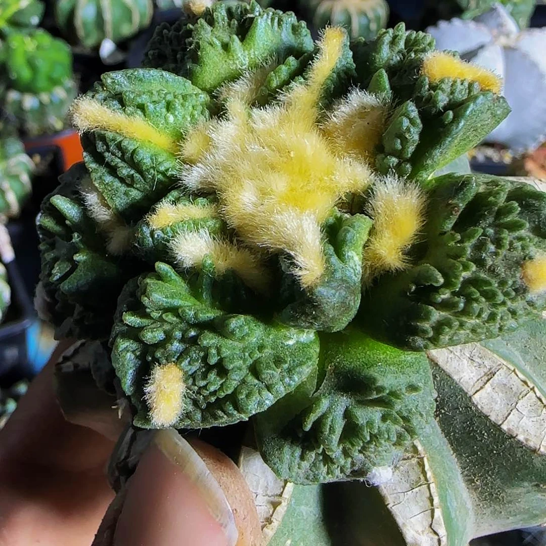 金毛哥153仙人球开花