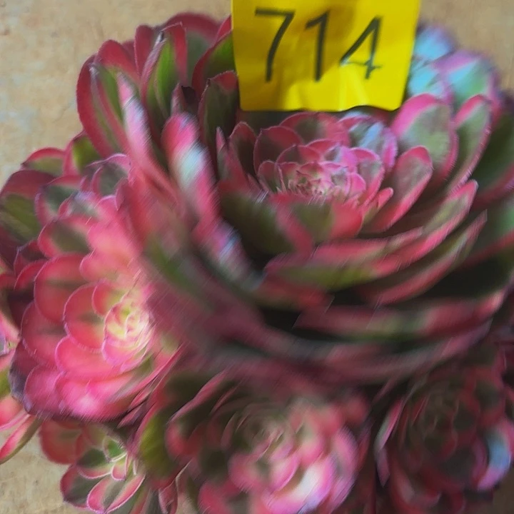 多肉植物福利来714