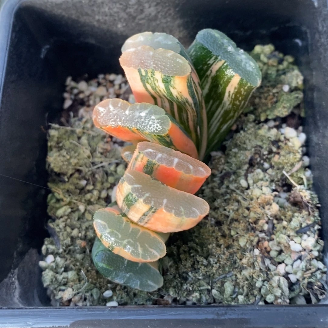 一颗玉扇锦 开播福利