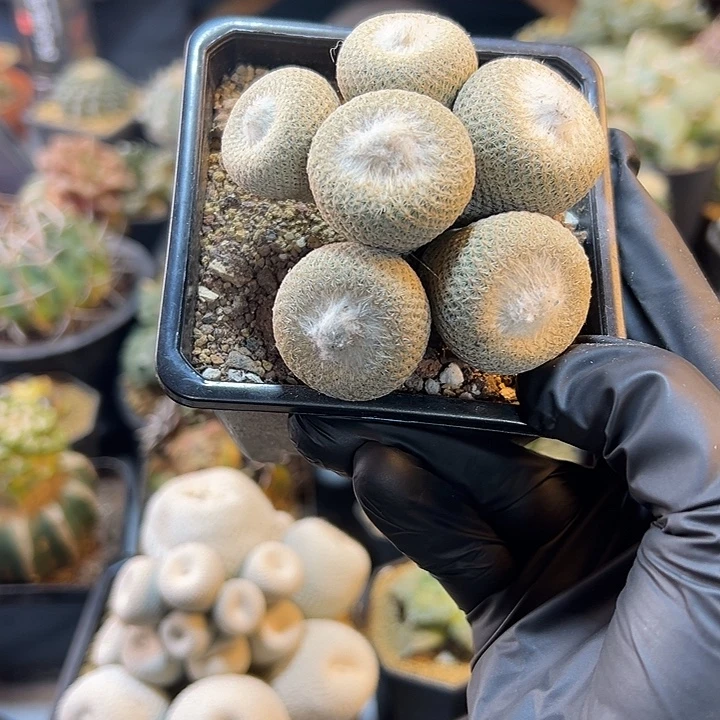 55号苗接小人帽子无根7.3公分