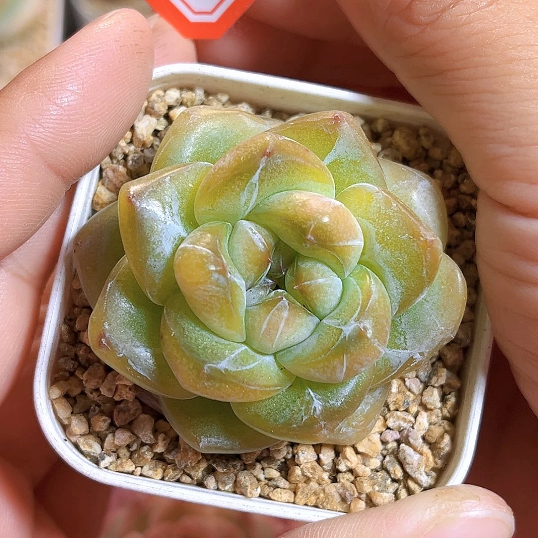 F143一物一拍 珍妮孤品