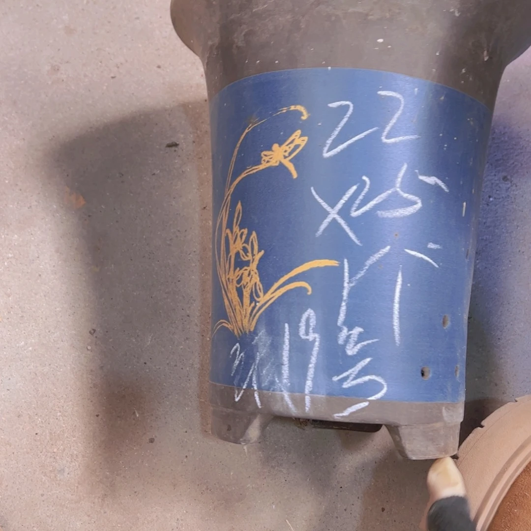 紫砂19号………………………………