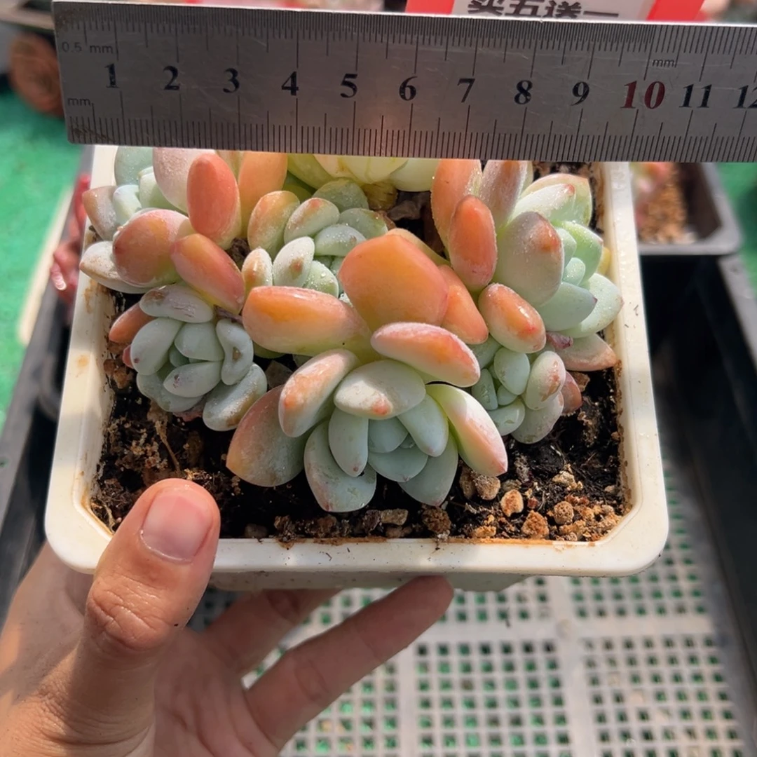 表妹精品多肉植物273.