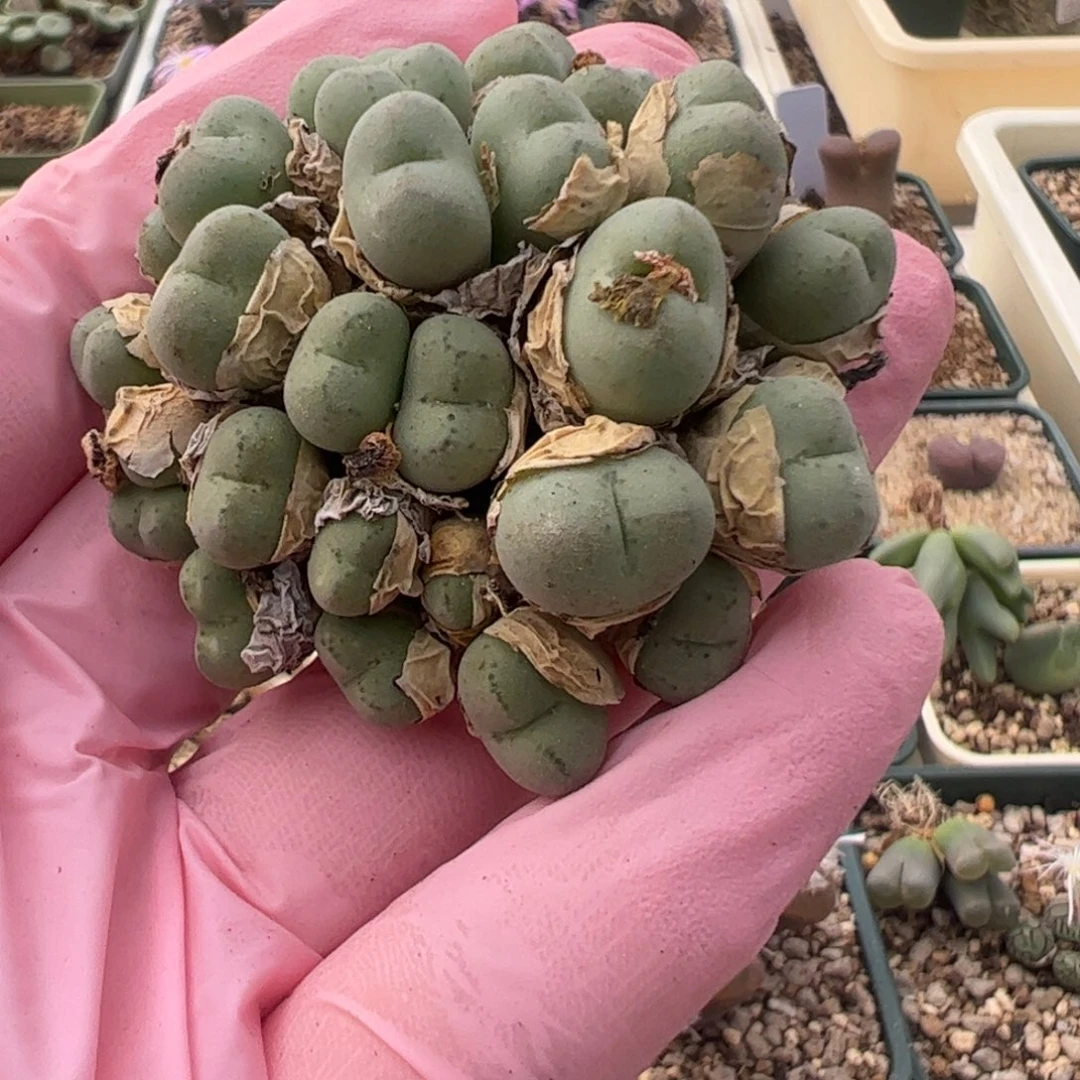 858 好看的多肉冲冲冲q