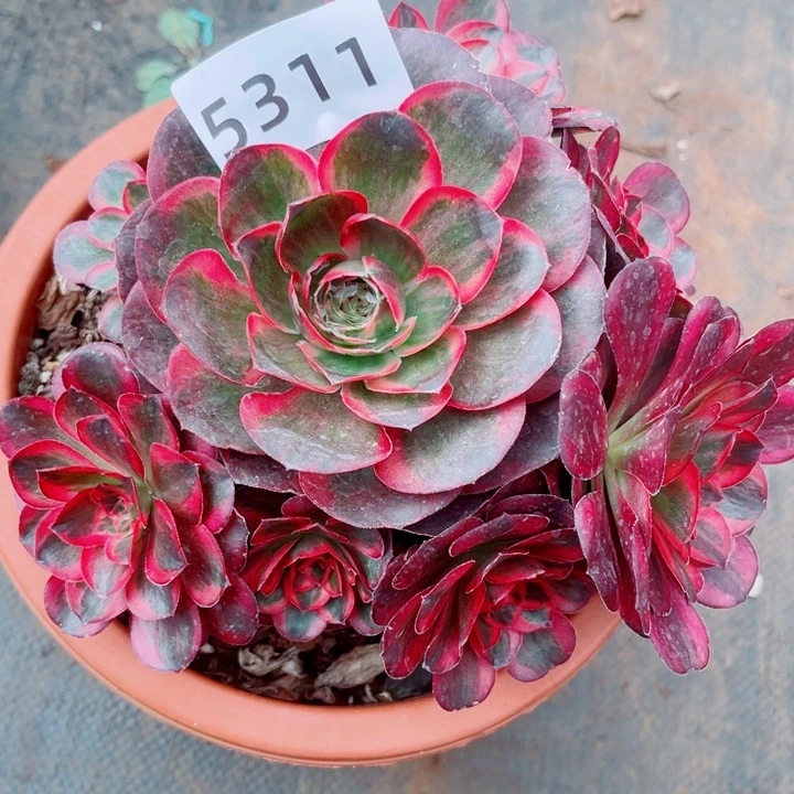 干枝玫瑰多肉发货