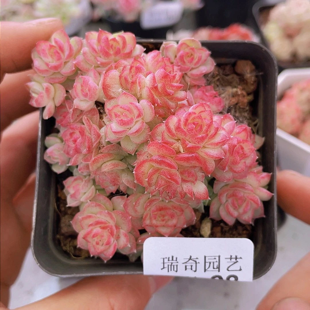 000000000000008量拍