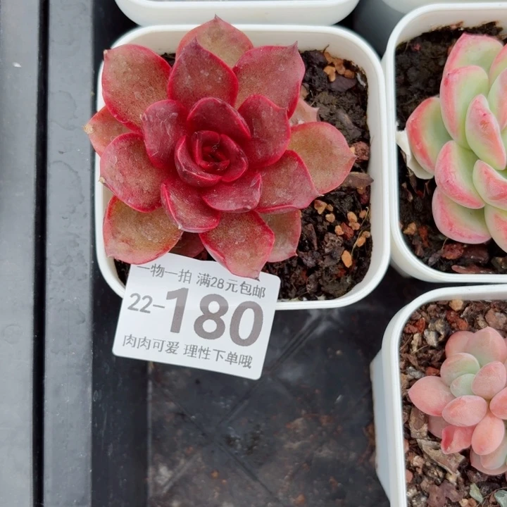 红灯多肉多肉植物多肉