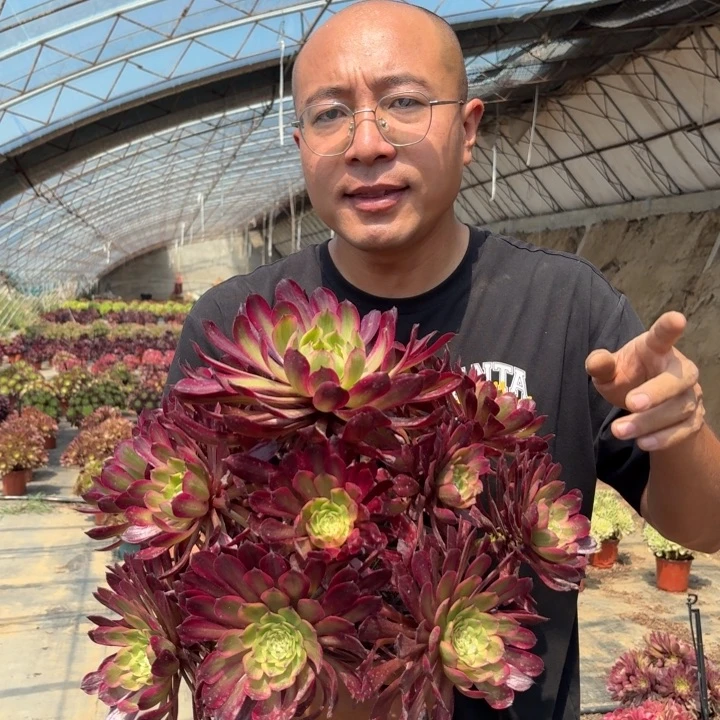 大颗兰湖好看好养