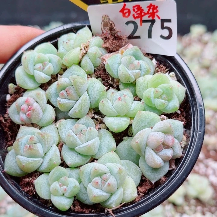 多肉植物多肉植物