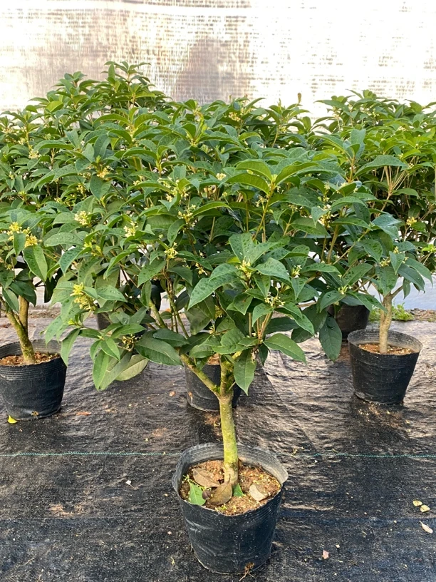 1物1拍四季桂花10年苗