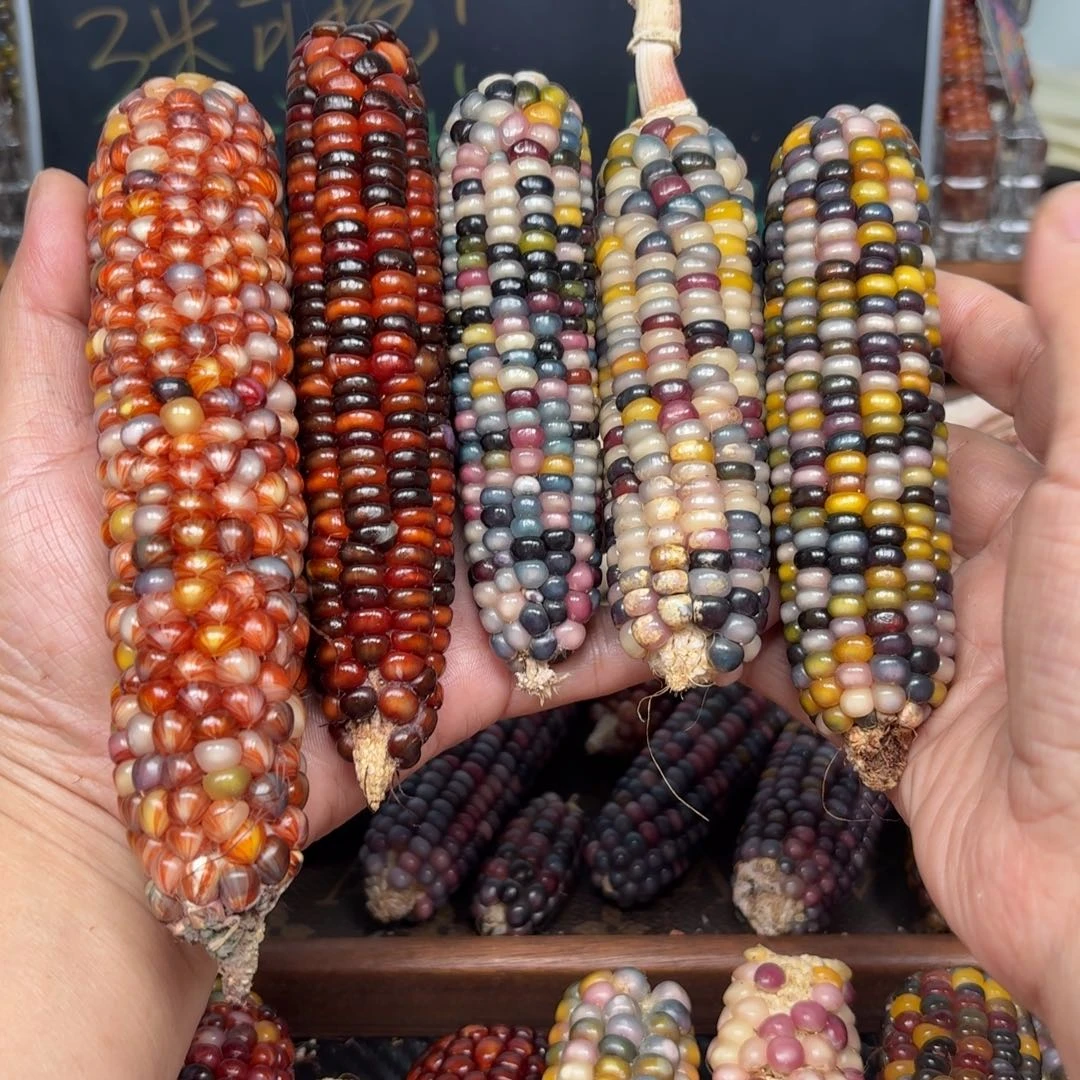 柏香籽/百香籽吊坠静****然