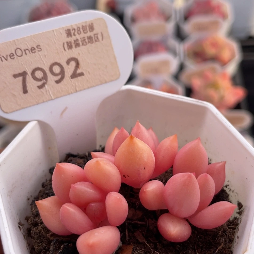 桃花源7992-5.0厘米