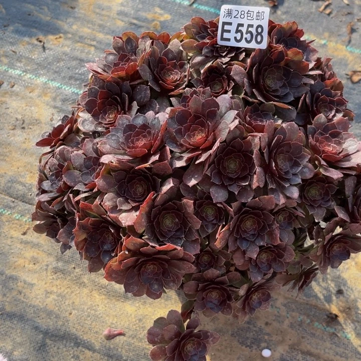 558多肉植物一物一拍