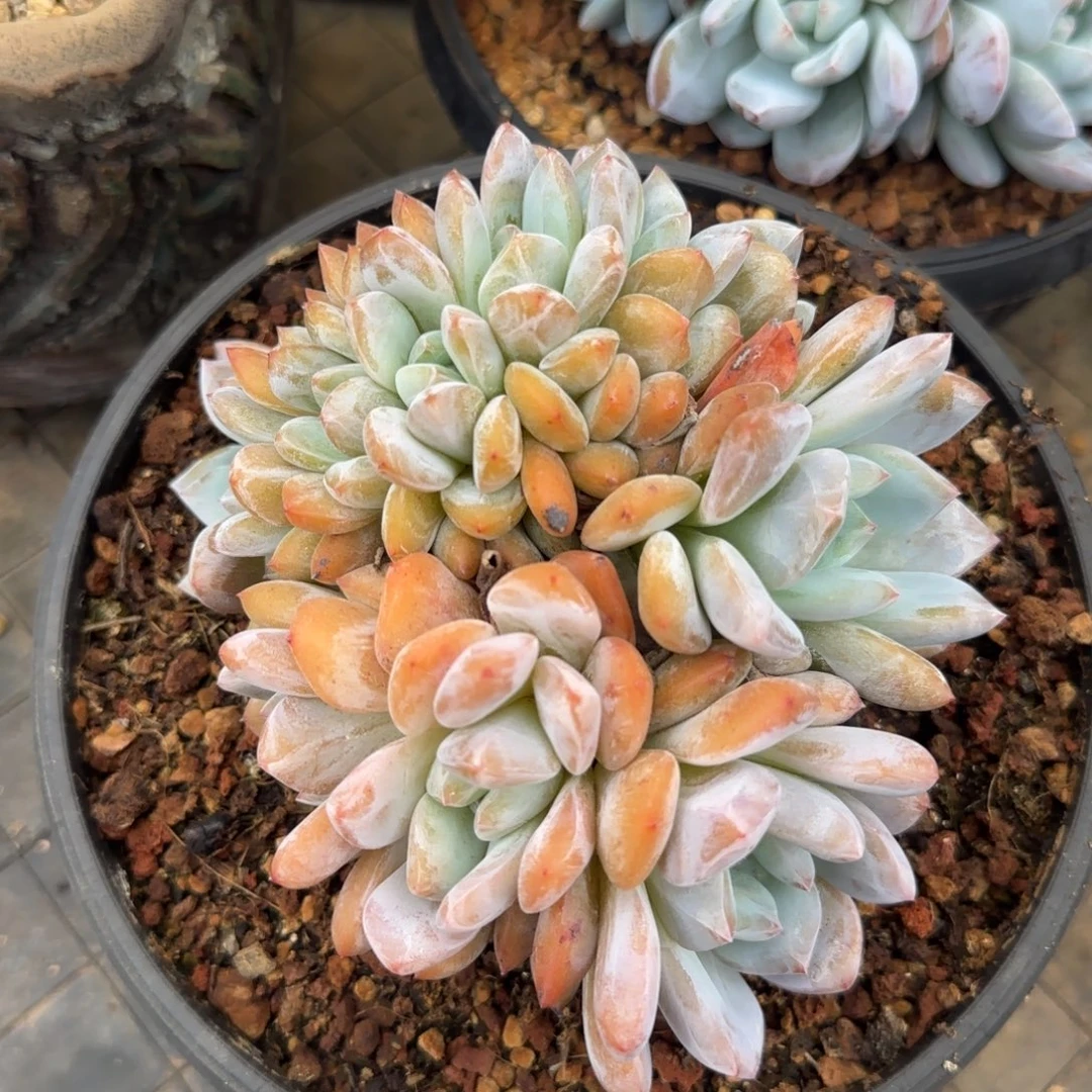 多肉植物一物一拍