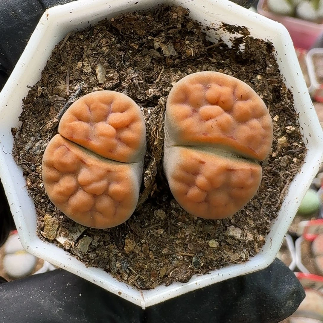 生石花3333。  283