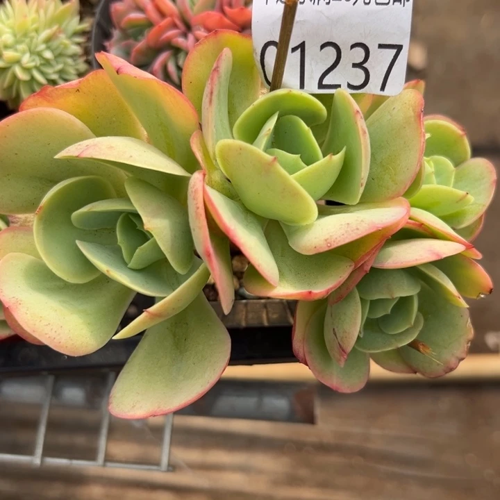 幸运的人会遇到你幸运