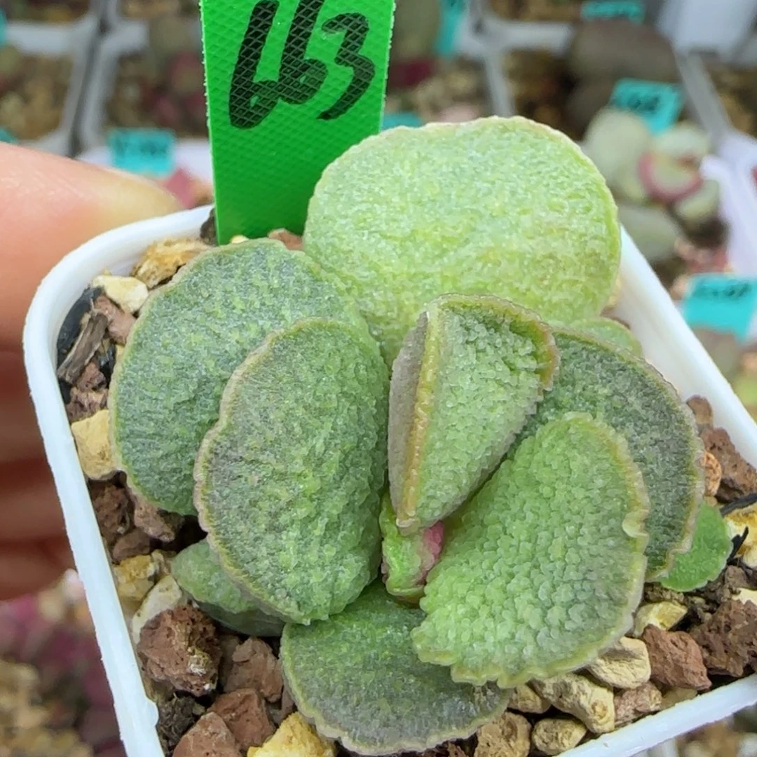 编号663叶插，四方盆发