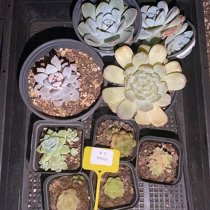 福利多多901033一筐不售后