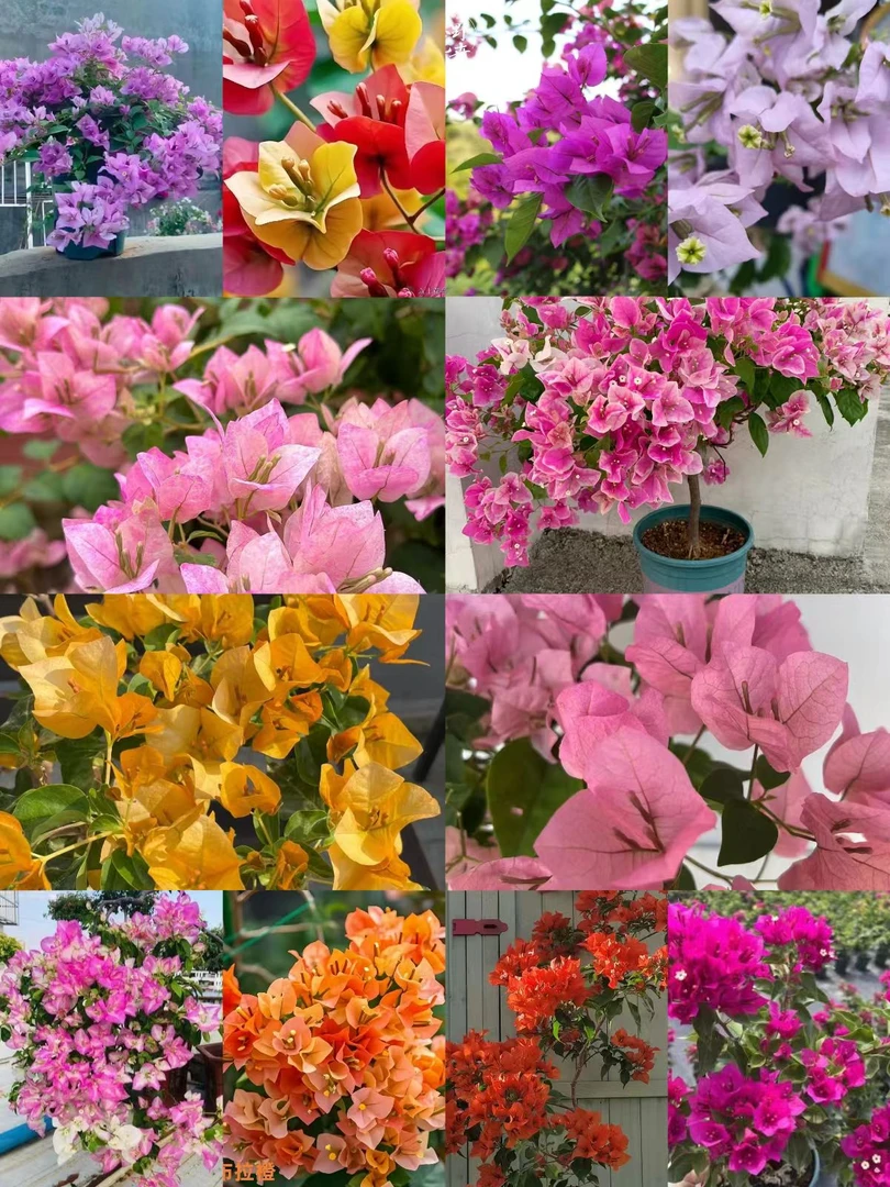 【三角梅一物一拍26】阳台庭院四季开花好养护花卉盆栽