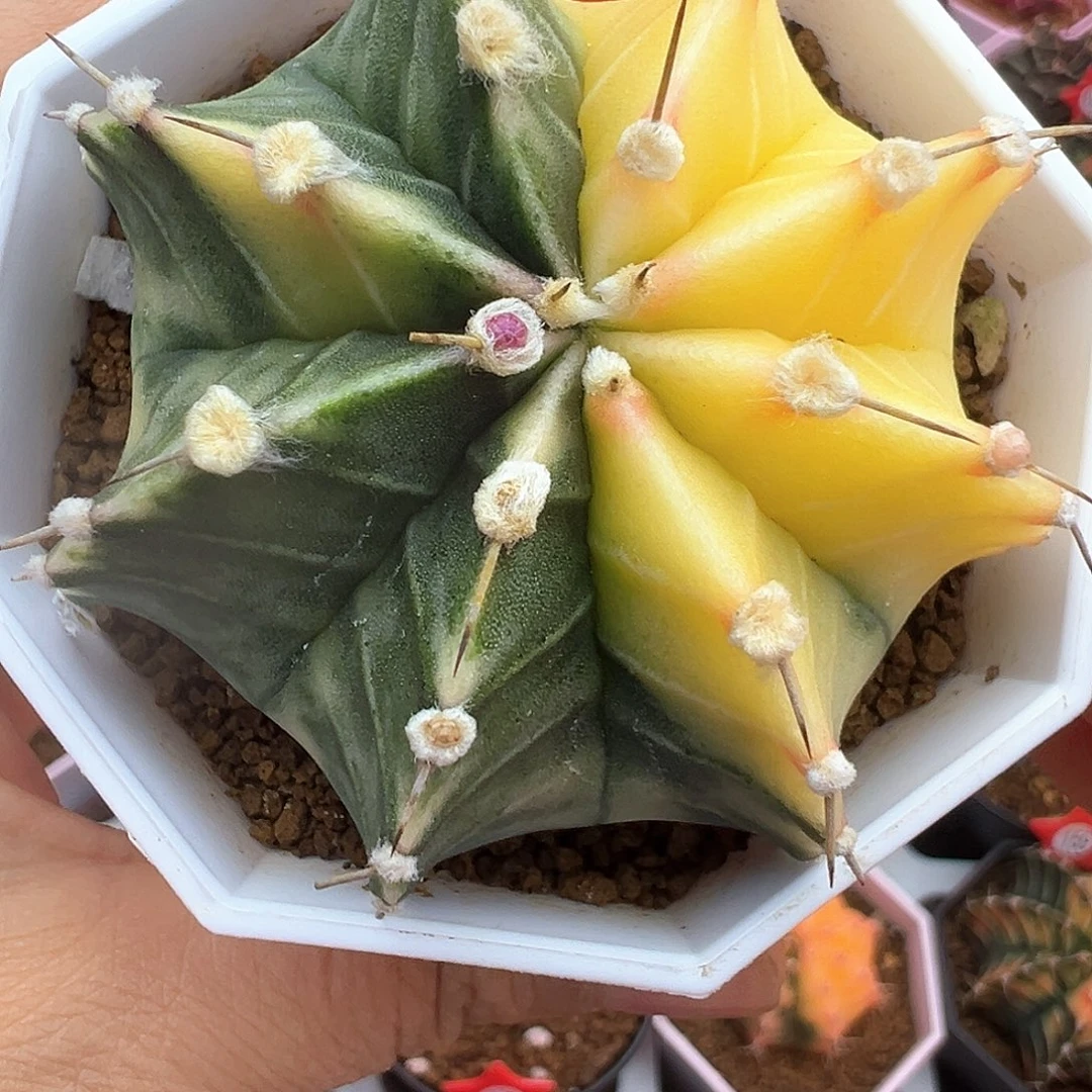 y**玲30-肋骨锦带盆土发货节日福利价