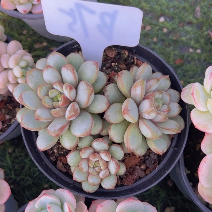 健健康康平平安安