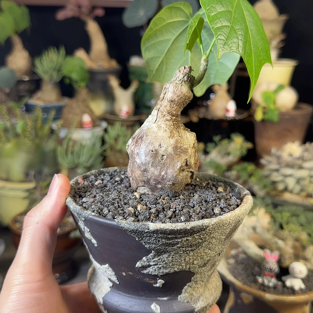 一物一拍泰国火桐27