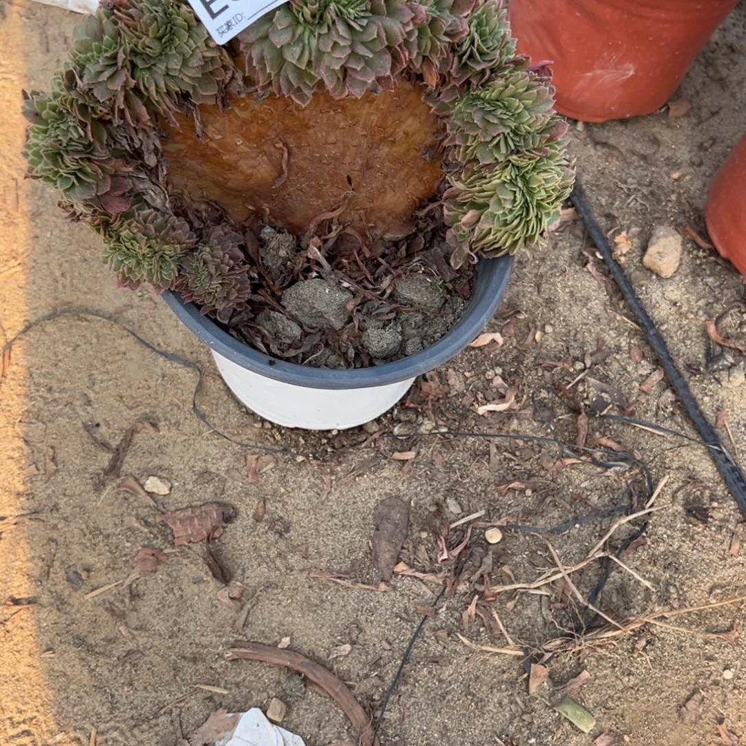 029奶白缀化多肉植物法师