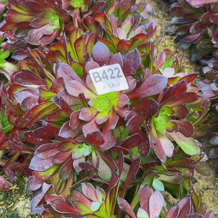 422红萝莉量多肉法师不包断枝