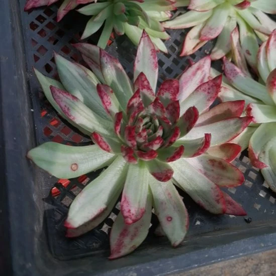 吉赛尔超白锦砍头东云家里的