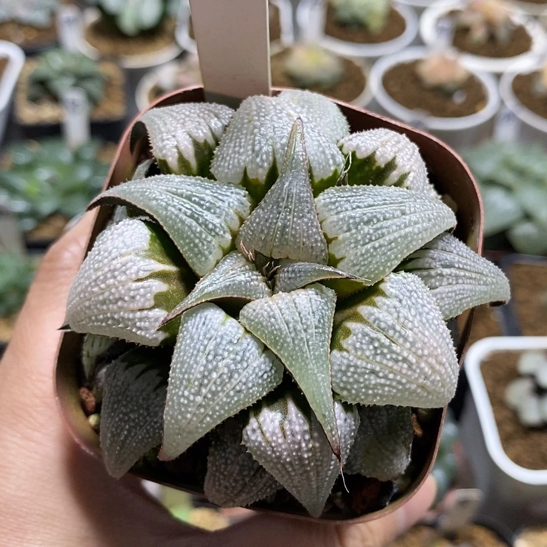 199吕之星十二多肉