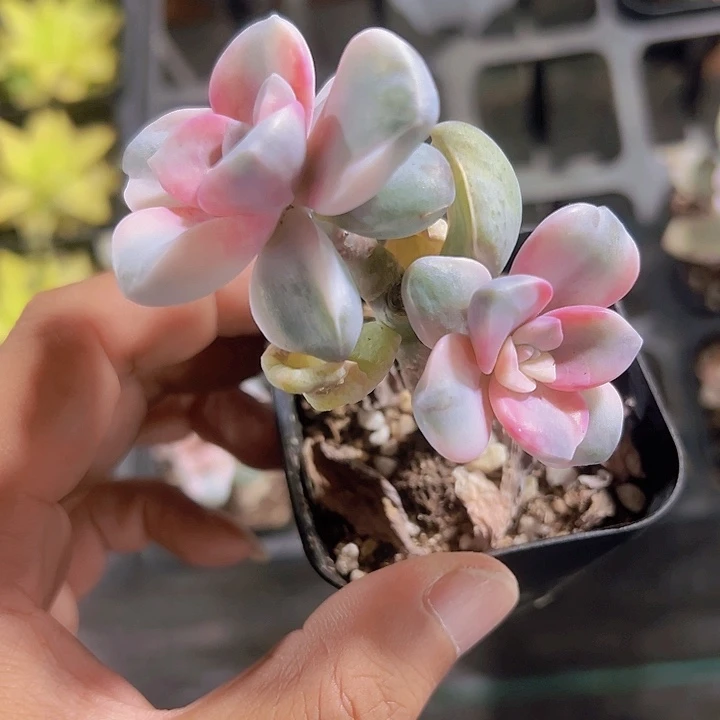 紫乐锦精品多肉植物大战