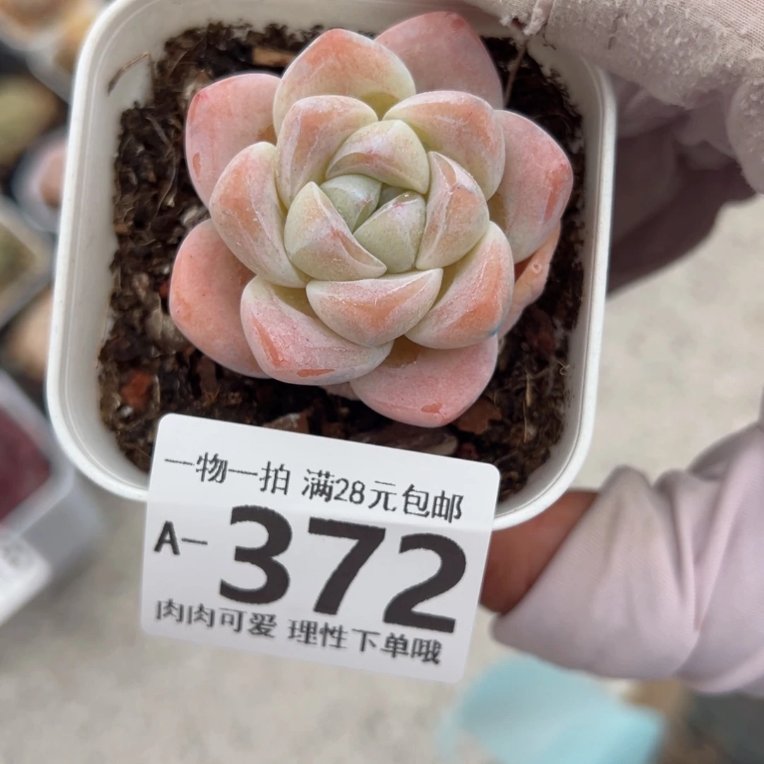 冰玉多肉多肉多肉多肉