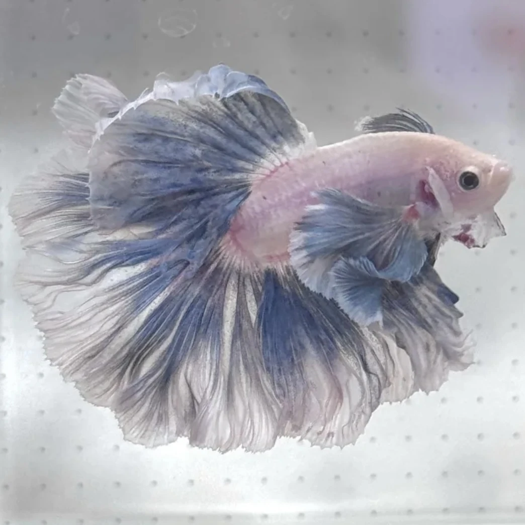 A7（145-168）泰国斗鱼小型热带观赏鱼耐活好养（直播间选鱼）