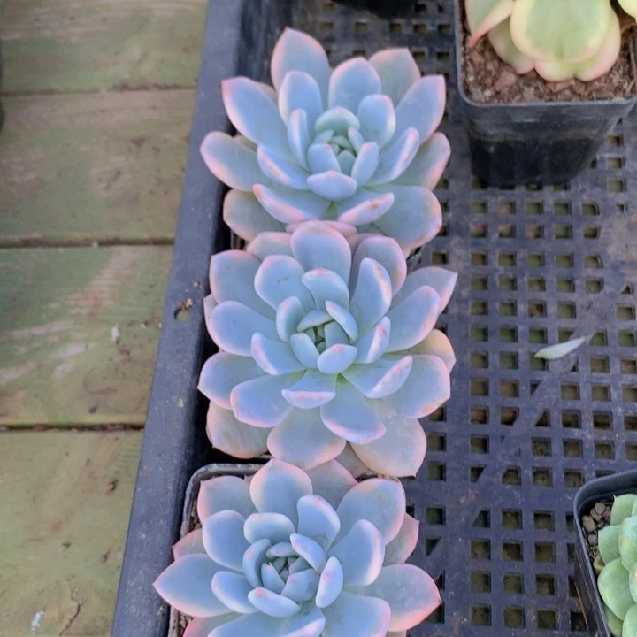 梦露锦单7cm左右发