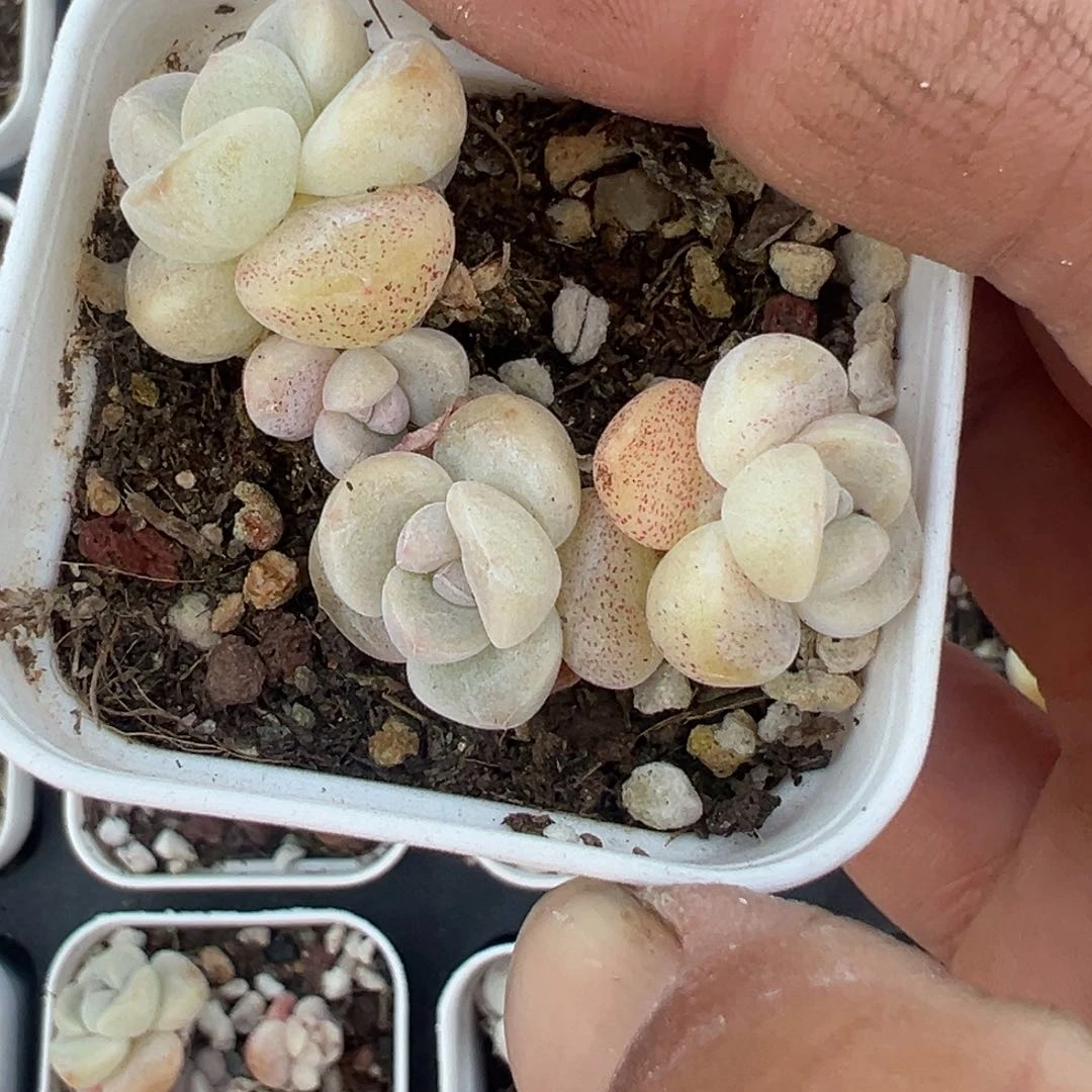 小卡拉米糖心一物一拍不包整