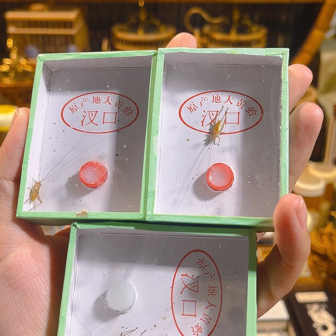 蟋蟀三条长须大黄蛉