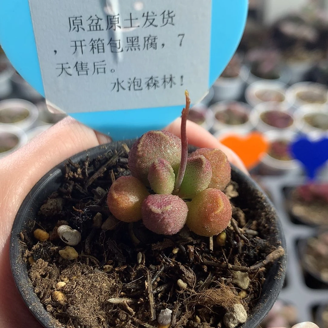 L018— 多肉水泡专拍