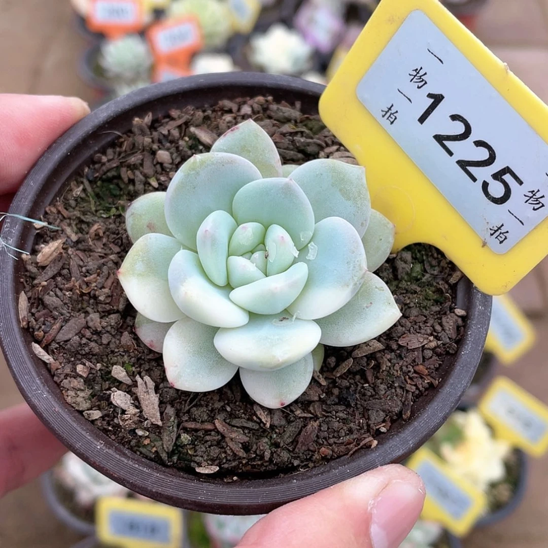 【闪购商品】1225号