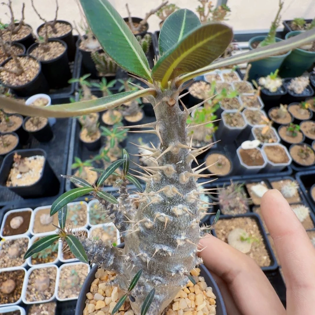 自*凯蒂棒槌带盆发货
