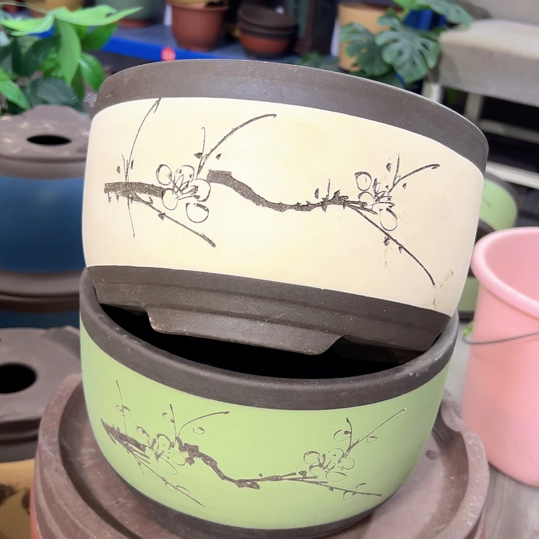 25白色绿萝+25苹果绿萝