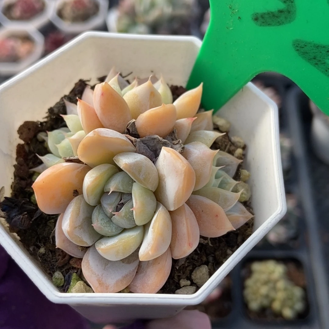 732汉堡多肉植物保护