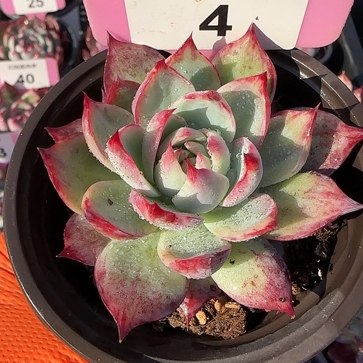 4 惊鸿仙子多肉植物7-9cm