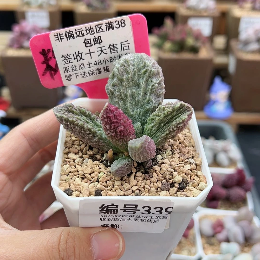 文****圭339苍龙多肉植物